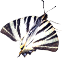 papillon